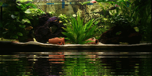 Aquarium im Wasser